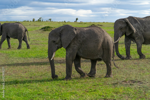 Single elephant in Massai Mara