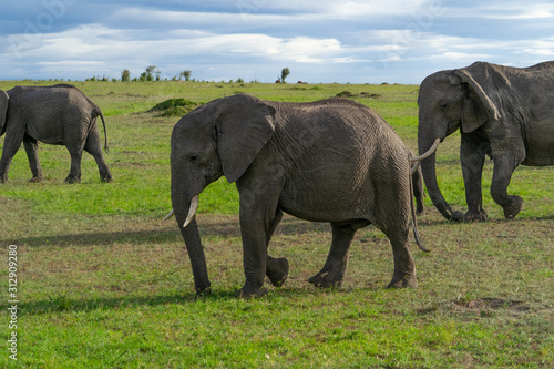 Single elephant in Massai Mara