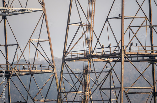 Bald Eagles and Vultures on electric towers, Conowingo Dam, Maryland photo