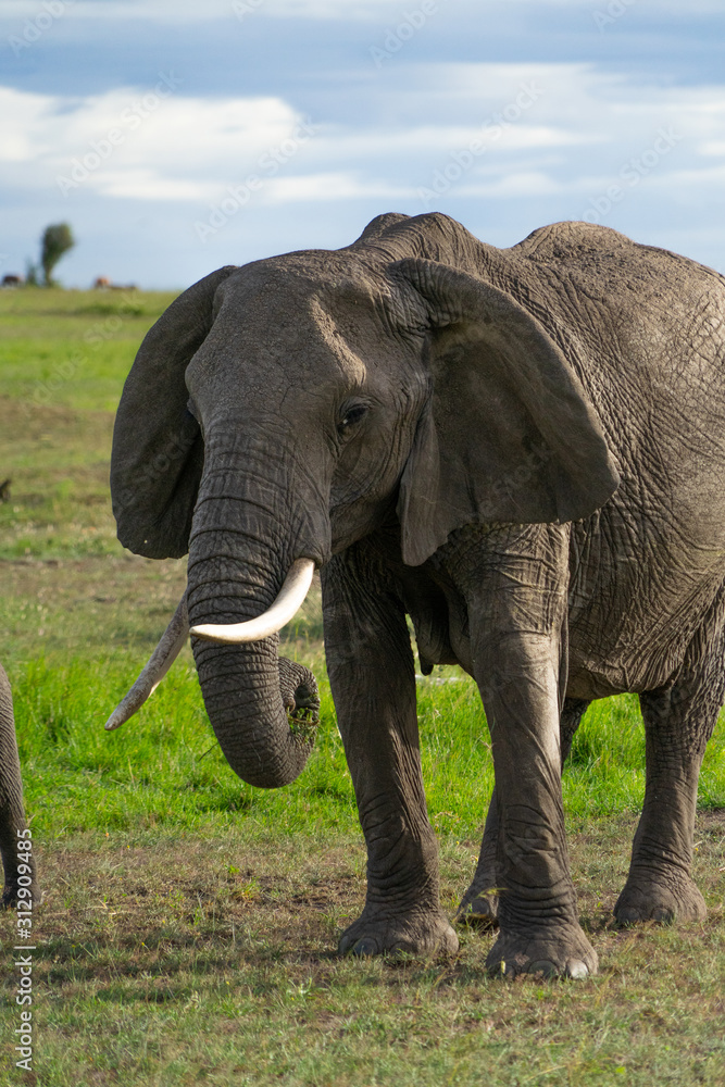 Obraz premium Single elephant in Massai Mara