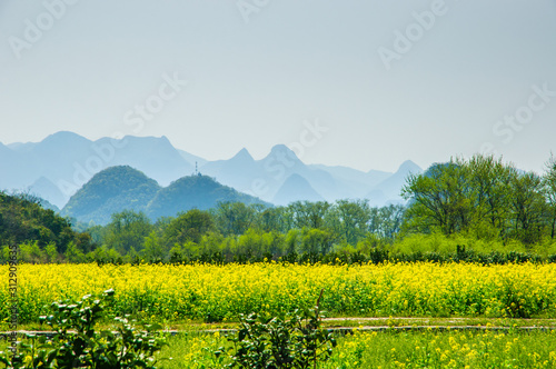The yellow flowers in the mountains