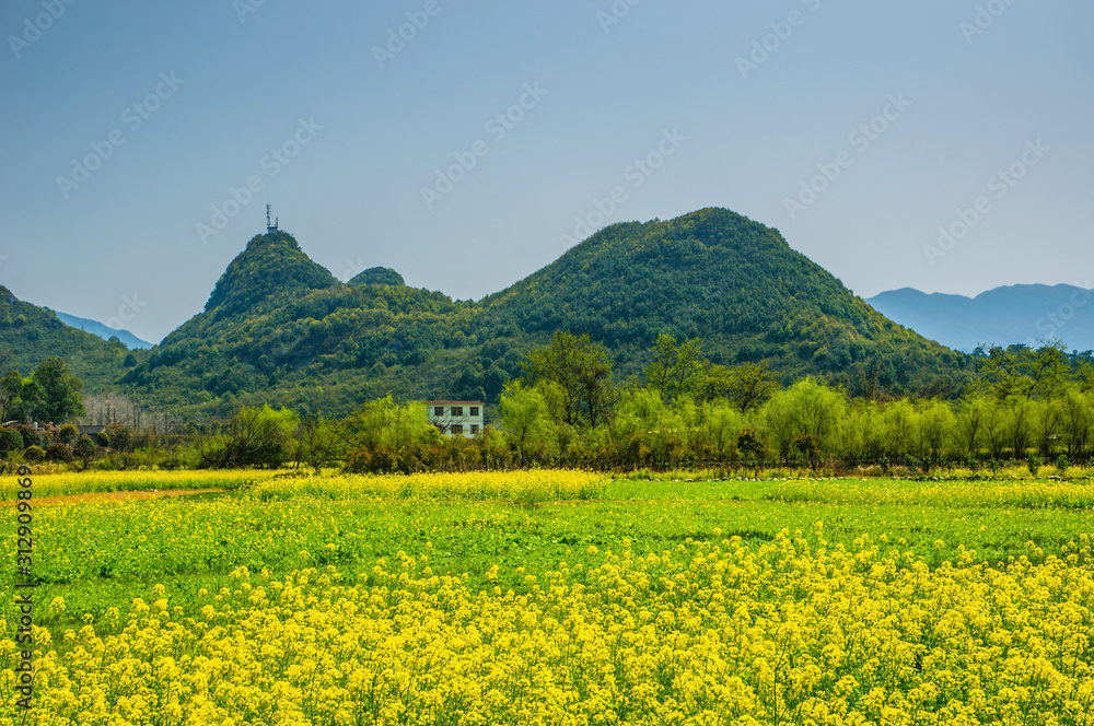 The  rape flower with blue sky background