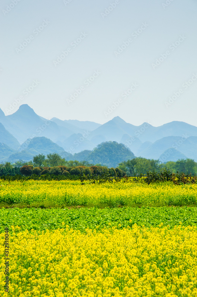 The yellow flowers in the mountains