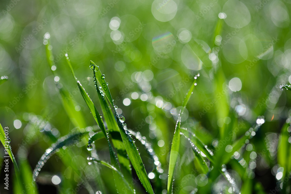 Tiny dew drops on fresh spring grass macro Tiny dew drops on fresh spring grass macro