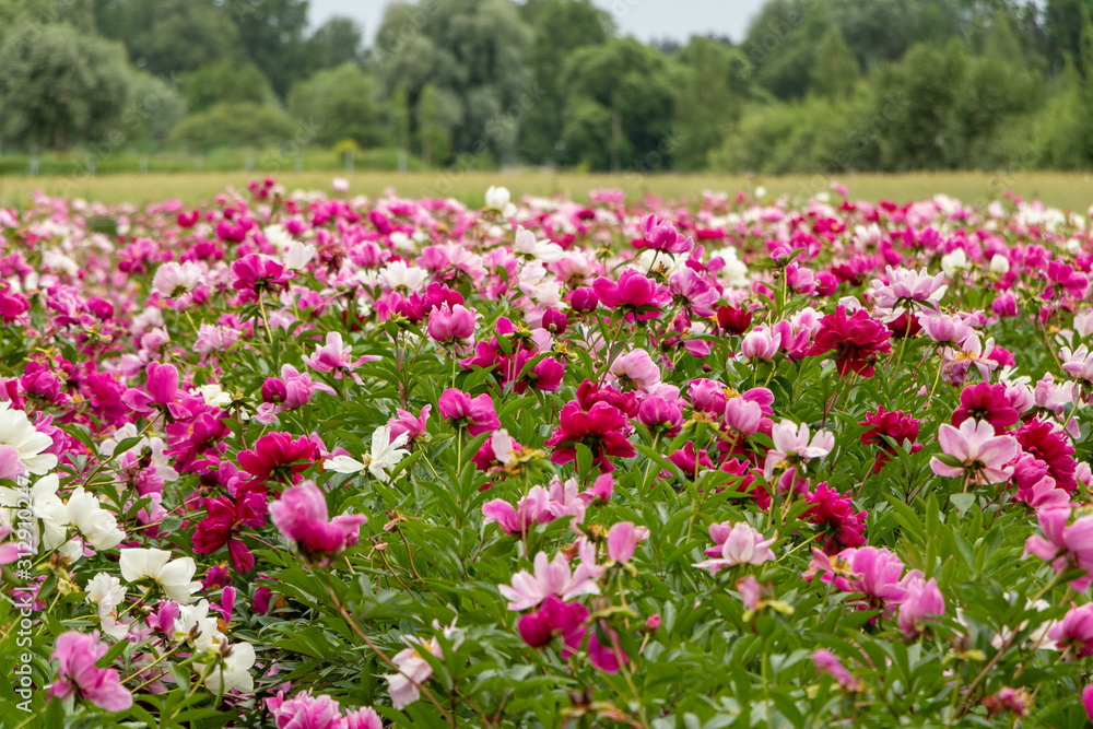 Field of blooming pink and red peonies on a summer day