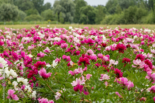 Fototapeta Naklejka Na Ścianę i Meble -  Field of blooming pink and red peonies on a summer day