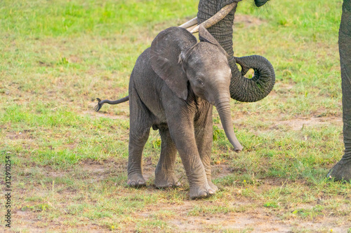 Wild Baby elephant in Masai Mara National Park
