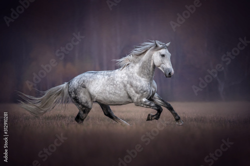 Beautiful grey horse running gallop.