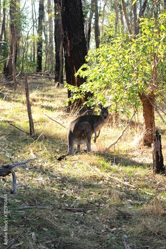 Kangaroo in the forest © Patrick