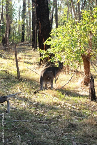 Kangaroo in the forest