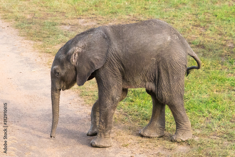 Fototapeta premium Wild Baby elephant in Masai Mara National Park
