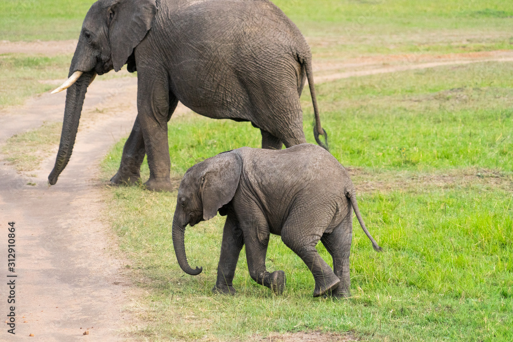 Female elephant with her calf