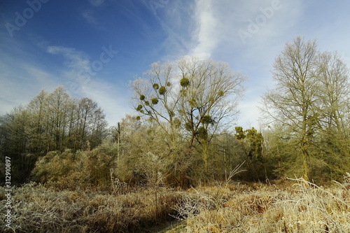 Fototapeta Naklejka Na Ścianę i Meble -  landscape with trees and blue sky