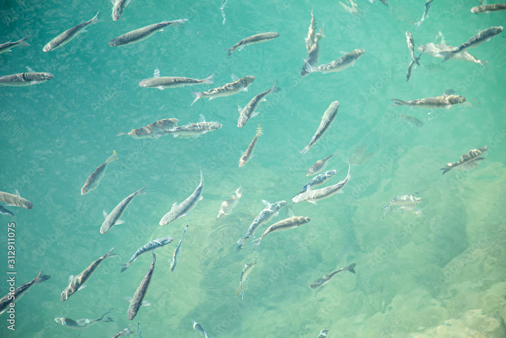 Shoal of fish in seawater, many sea fishes top view, fry in the sea, sea fishes on the water surface, small fish on the surface of the sea water aquamarine azure reflection turquoise blue abstract Shoal of fish in seawater, many sea fishes top view, fry in the sea, sea fishes on the water surface, small fish on the surface of the sea water aquamarine azure reflection turquoise blue abstract