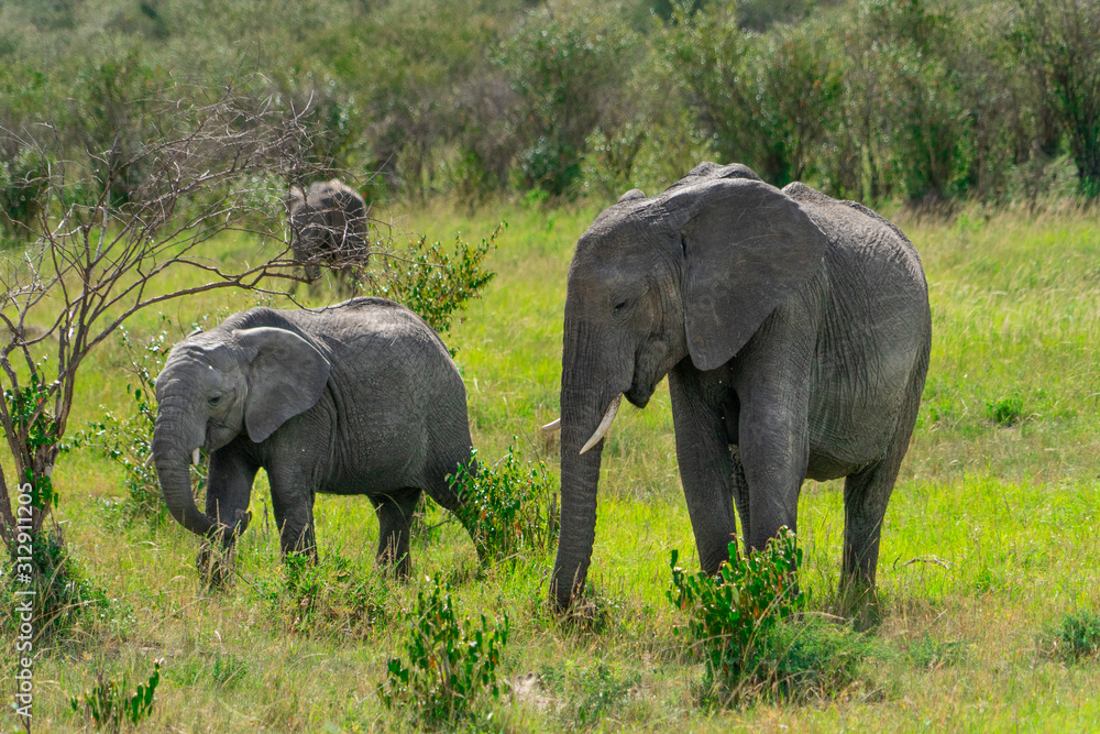 Wild herd of elephants in Masai Mara