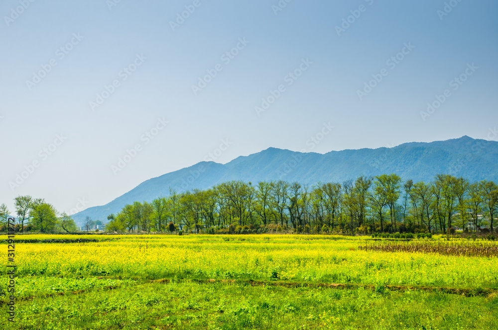 The field of yellow flowers The field of yellow flowers