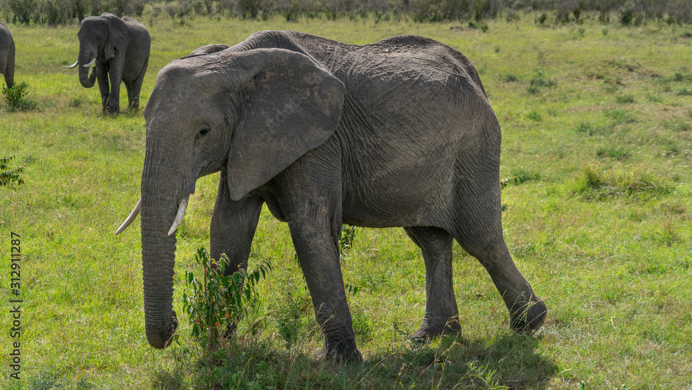 Fototapeta premium Single elephant in Massai Mara