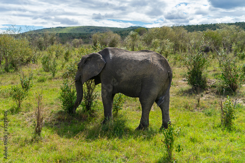Single elephant in Massai Mara © Anna
