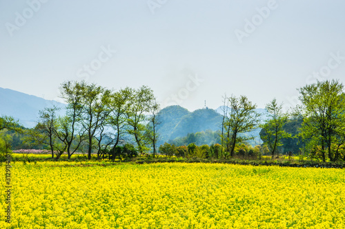 The field of yellow flowers