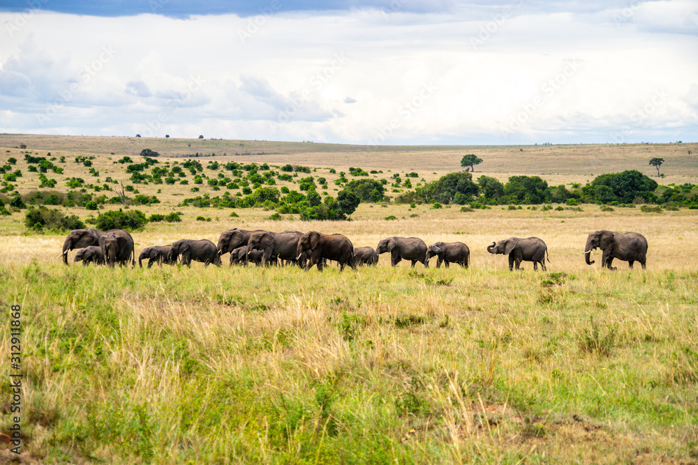 Wild herd of elephants in Masai Mara Wild herd of elephants in Masai Mara