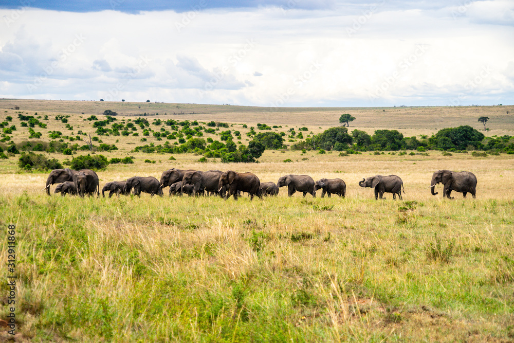 Wild herd of elephants in Masai Mara