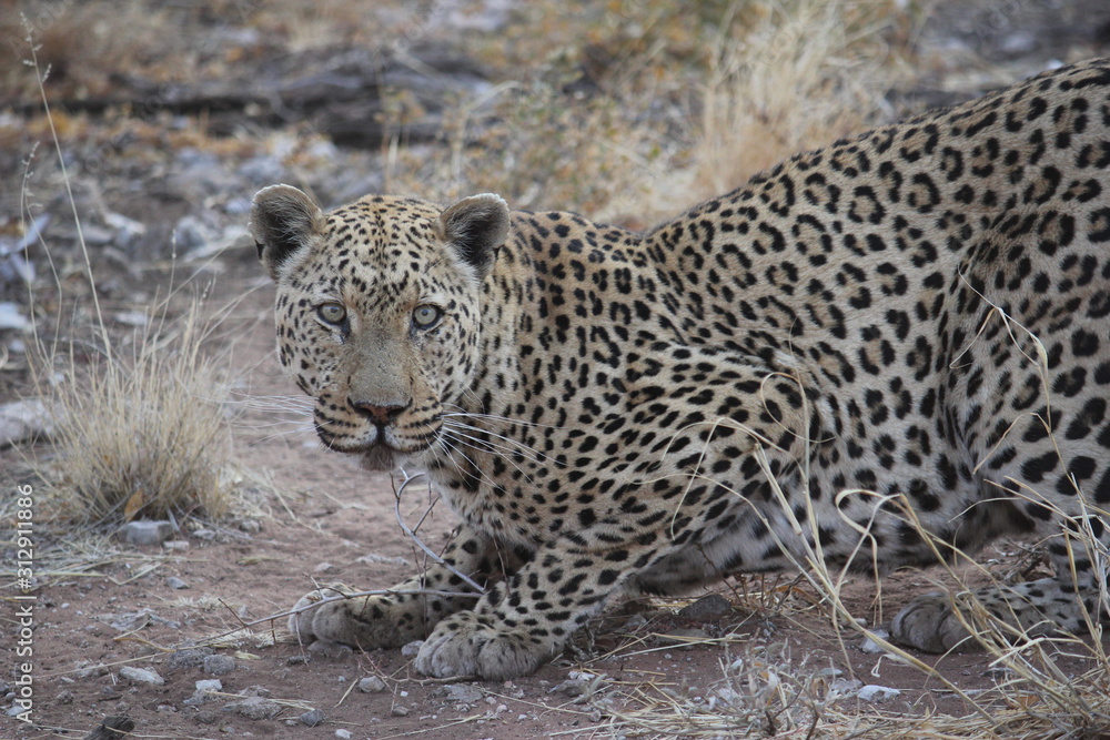 Naklejka premium Leopard