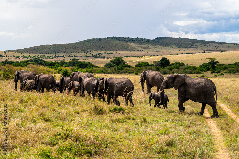 Wild herd of elephants in Masai Mara