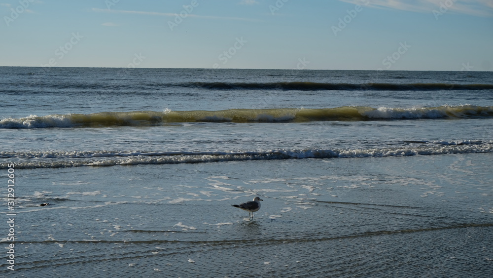 Fototapeta premium seagull sandy solo 003