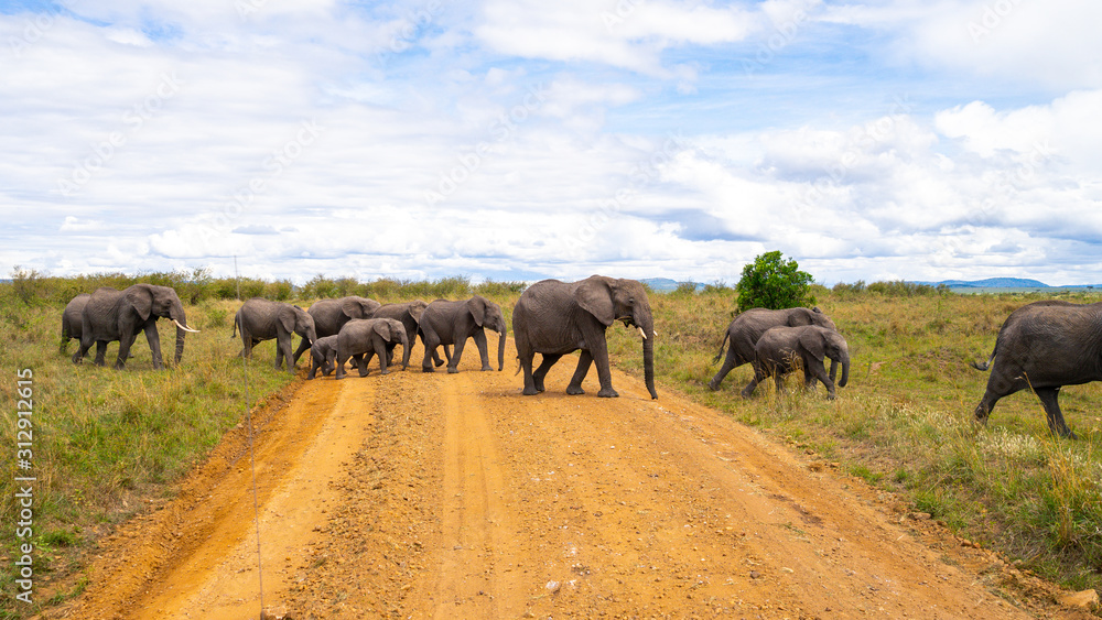 Wild herd of elephants in Masai Mara Wild herd of elephants in Masai Mara