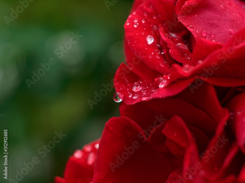 water drops after rain on rose  Russia.