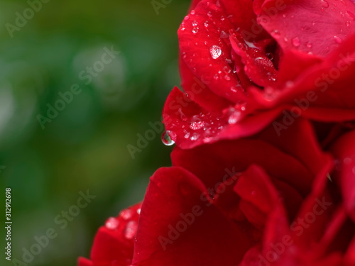 water drops after rain on rose  Russia.