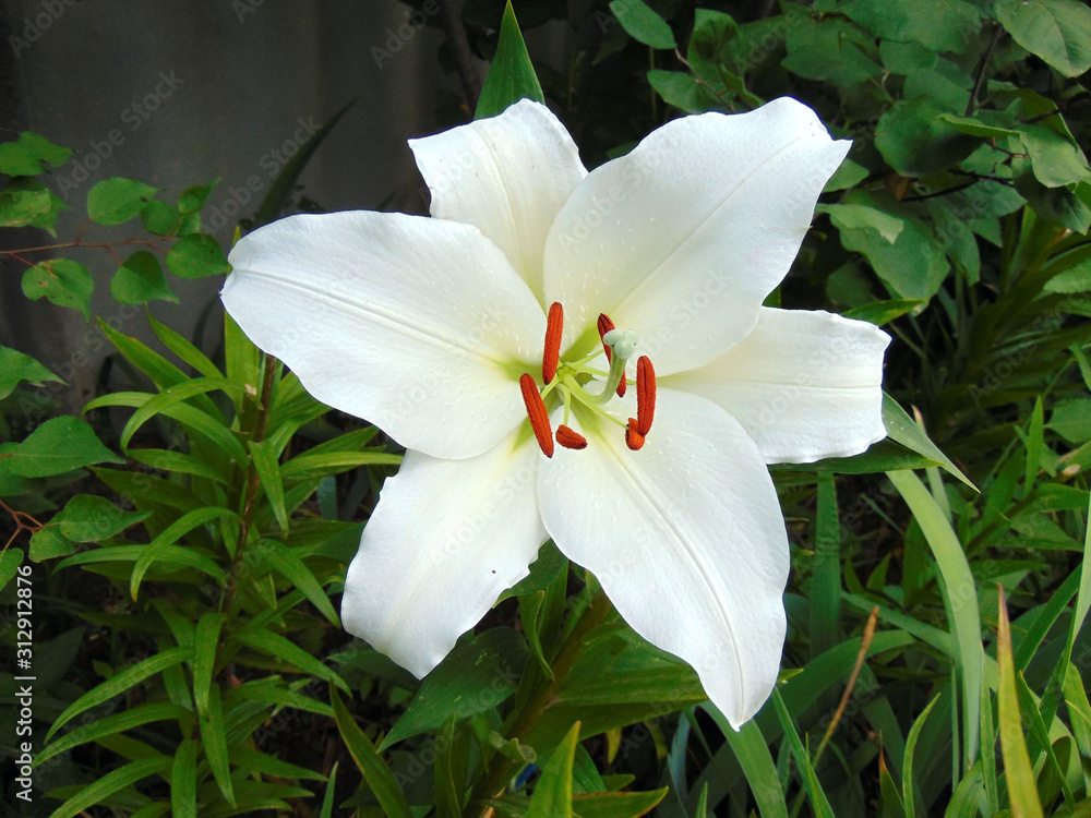 Fototapeta premium White Lily close-up on a summer day.