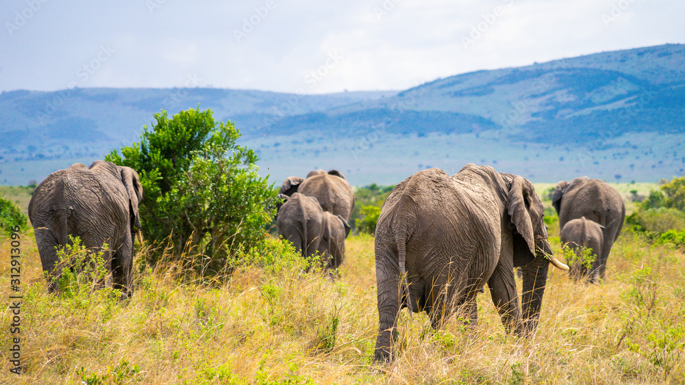 Wild herd of elephants in Masai Mara