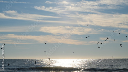 seagulls in flight 004 © Luke
