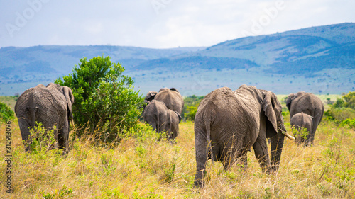 Wild herd of elephants in Masai Mara