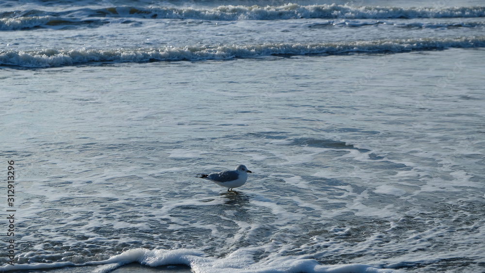 Naklejka premium seagull sandy solo 013