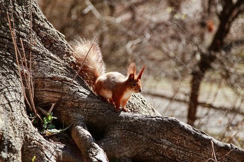 beautiful red squirrel runs on a tree © Тетяна Линник