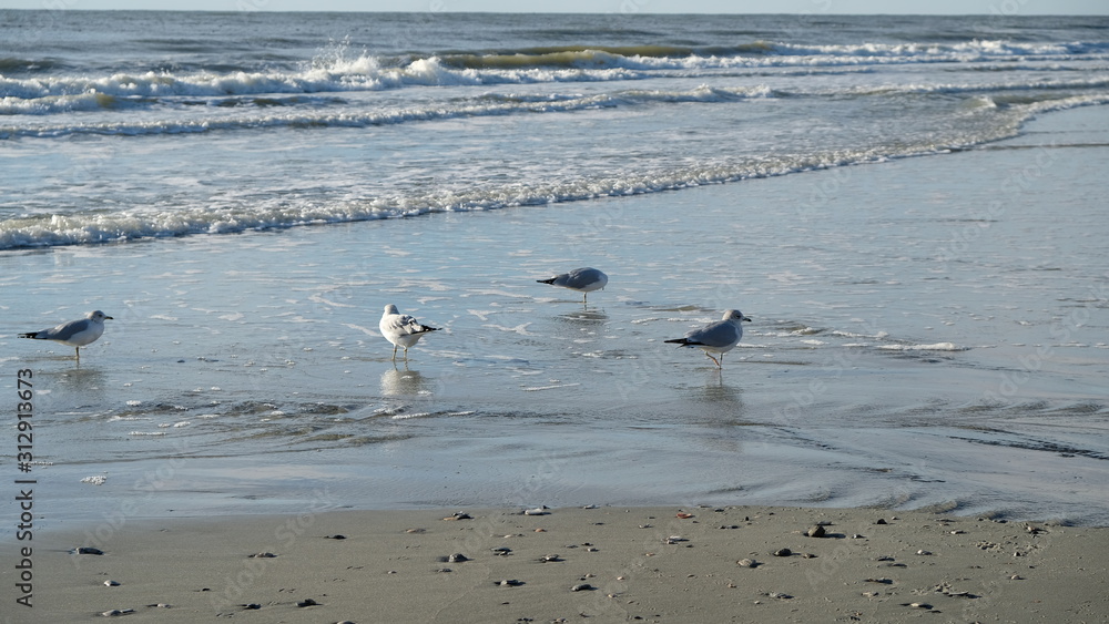 Obraz premium flock of seagulls on beach 004