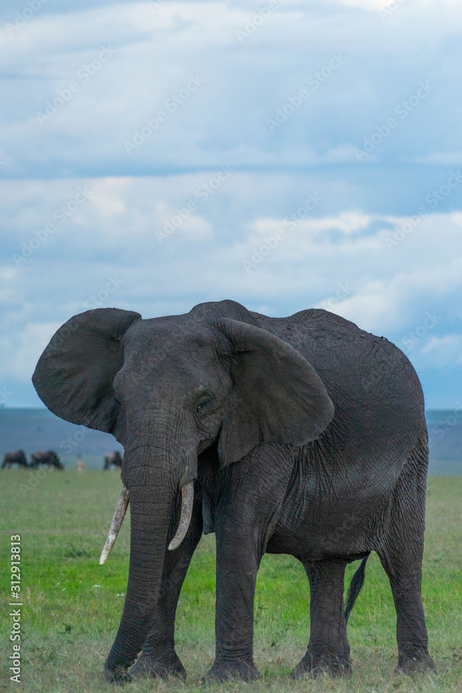 Obraz premium Single elephant in Massai Mara