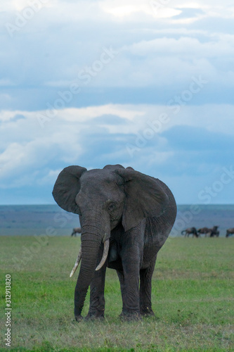 Single elephant in Massai Mara