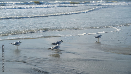 seagulls at play 025