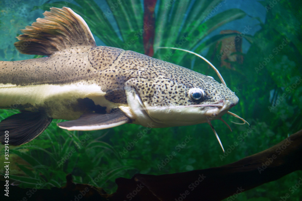 Catfish. Red-tailed catfish in an aquarium . Catfish. Red-tailed catfish in an aquarium .