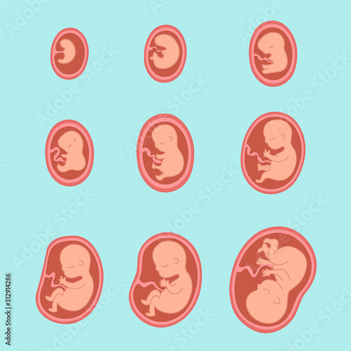 Fetal growth. Development of the fetus in the mother's womb until the birth of a newborn baby.