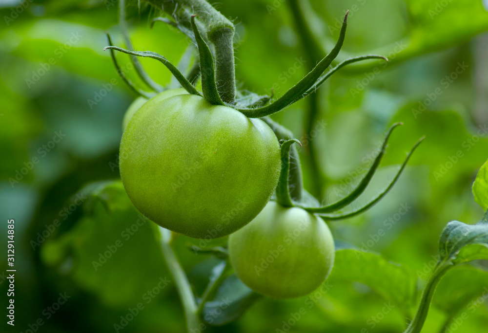 Macro photo of two green tomatoes (Solanum lycopersicum) on vine. Big unripe tomatoes. Leaves in the background. Only green colors. Macro photo of two green tomatoes (Solanum lycopersicum) on vine. Big unripe tomatoes. Leaves in the background. Only green colors.