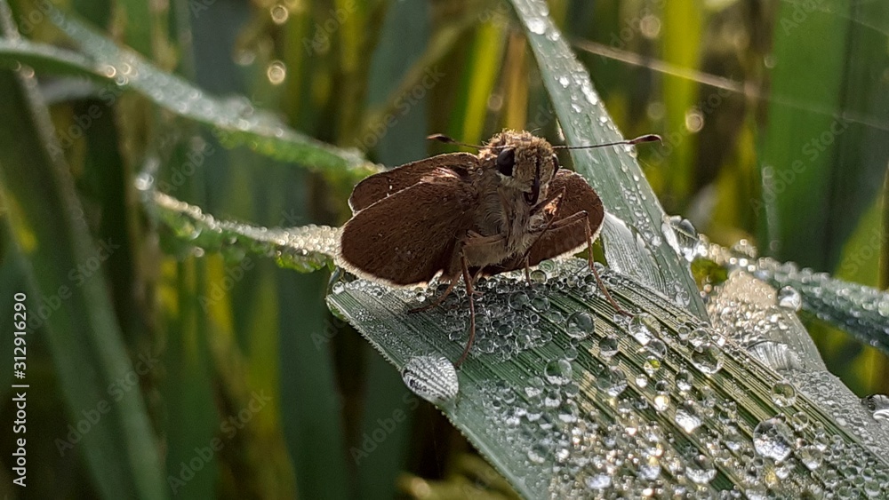 Obraz premium butterfly on tree