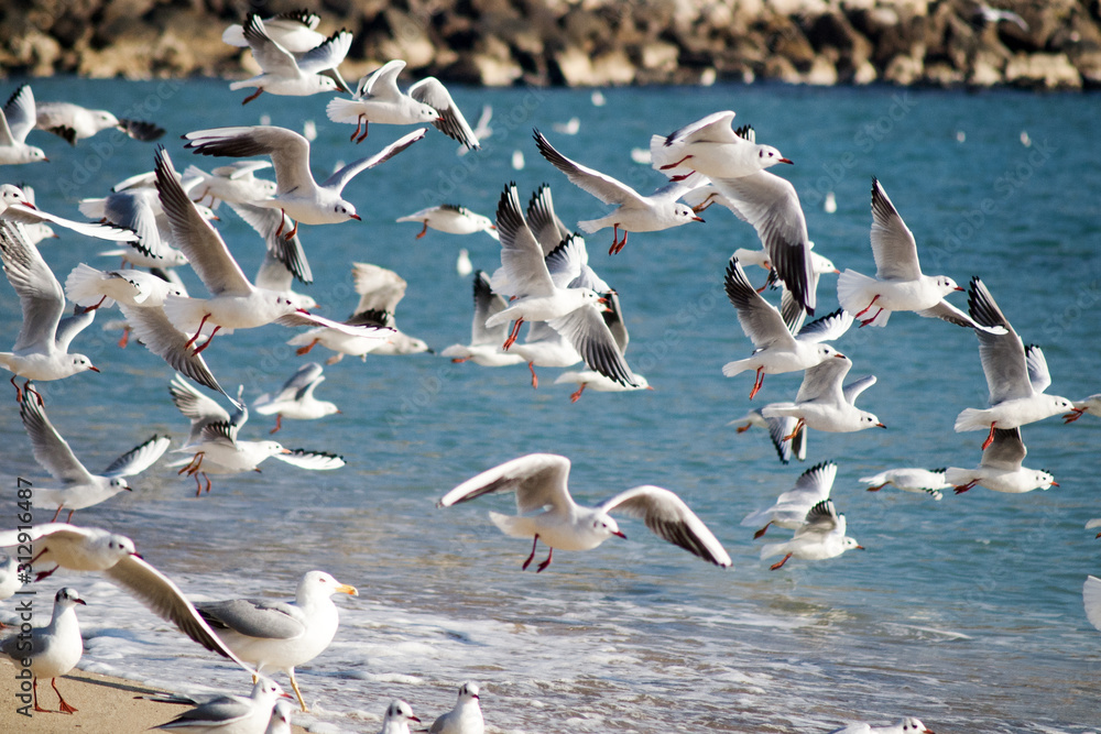 Obraz premium Seaguls beach