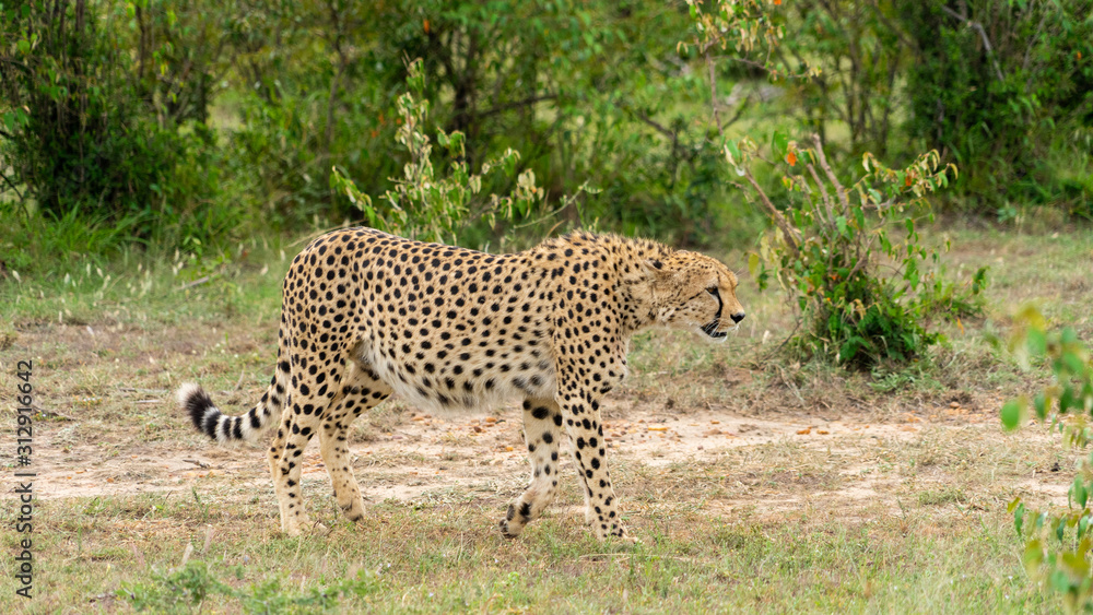 Fototapeta premium Wild african Cheetahs in Masai Mara National Park