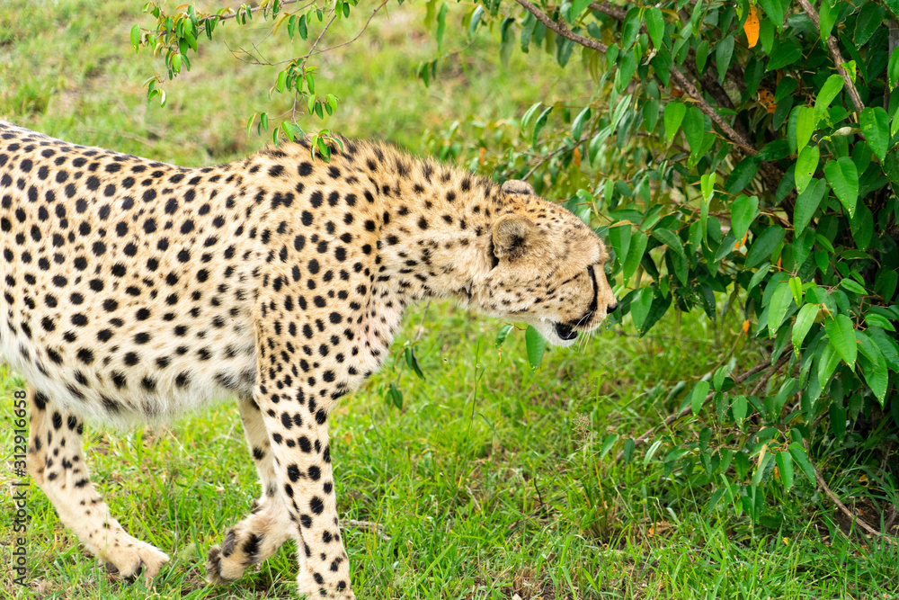 Wild african Cheetahs in Masai Mara National Park Wild african Cheetahs in Masai Mara National Park