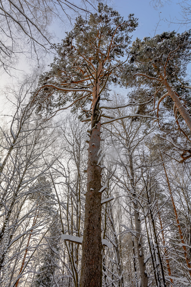 Beauty of nature in winter Beauty of nature in winter