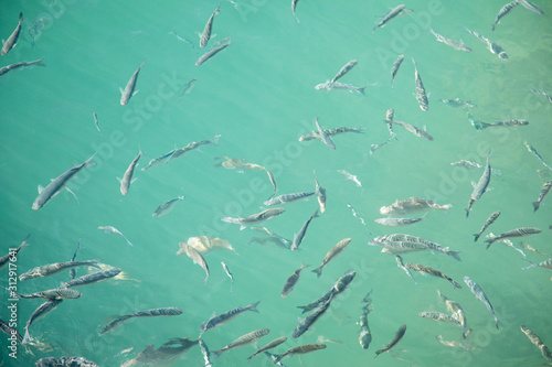 Shoal of fish in seawater, many sea fishes top view, fry in the sea, sea fishes on the water surface, small fish on the surface of the sea water aquamarine azure reflection turquoise blue abstract